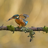 Buy canvas prints of Kingfisher with fish on perch by Jenny Hibbert