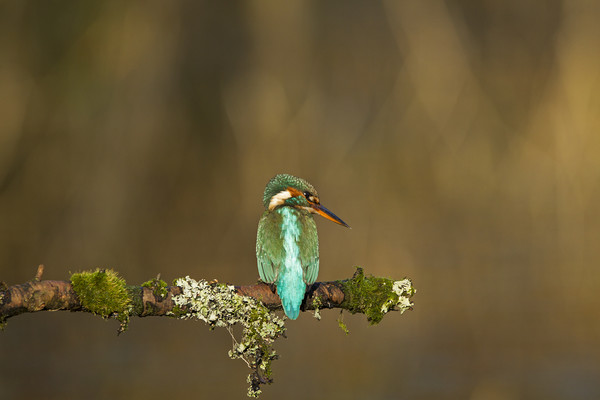 Kingfisher watching for fish Picture Board by Jenny Hibbert