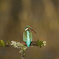 Buy canvas prints of Kingfisher watching for fish by Jenny Hibbert