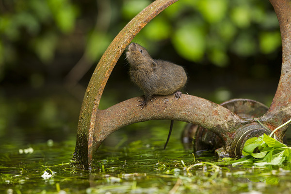 Baby Water Vole investigating Picture Board by Jenny Hibbert