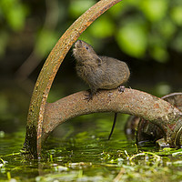 Buy canvas prints of Baby Water Vole investigating by Jenny Hibbert