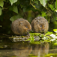 Buy canvas prints of Baby Water Vole together by Jenny Hibbert