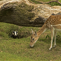 Buy canvas prints of Badger watching deer from its set by Jenny Hibbert