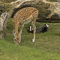 Buy canvas prints of Two Badgers watching Deer feeding by Jenny Hibbert