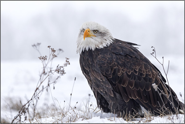 Bald Eagle on a misty snowy day Picture Board by Jenny Hibbert