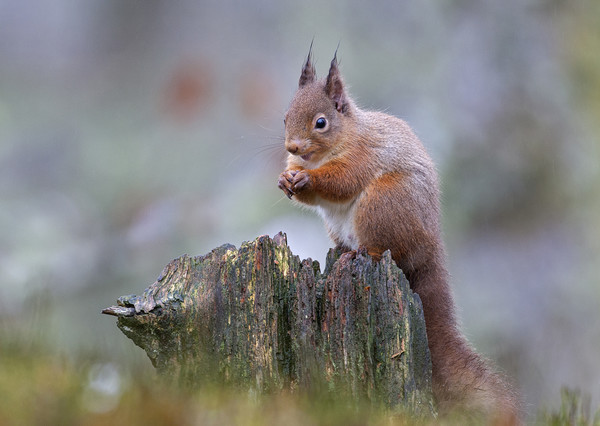 Red Squirrel in the rain Picture Board by Jenny Hibbert