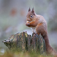 Buy canvas prints of Red Squirrel in the rain by Jenny Hibbert