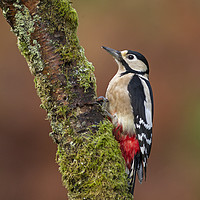 Buy canvas prints of Great Spotted Woodpecker by Jenny Hibbert