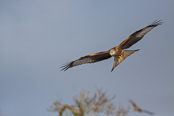 Red Kite in flight Picture Board by Jenny Hibbert