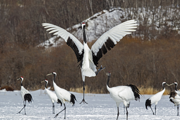 Red Crowned Cranes courtship Picture Board by Jenny Hibbert