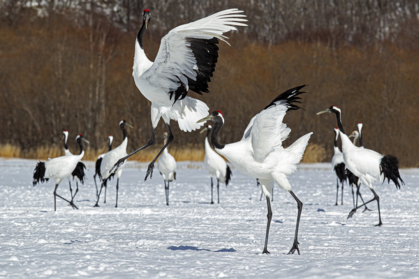 Red Crowned Cranes courtship dance Picture Board by Jenny Hibbert