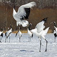 Buy canvas prints of Red Crowned Cranes courtship dance by Jenny Hibbert