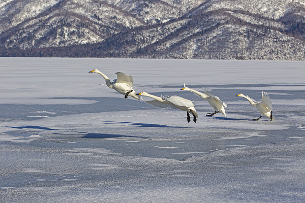 Whooper Swans lining up to take off Picture Board by Jenny Hibbert