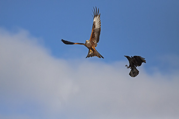 Red Kite being chased by Crow Picture Board by Jenny Hibbert
