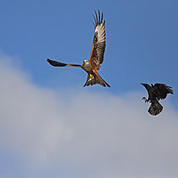 Buy canvas prints of Red Kite being chased by Crow by Jenny Hibbert