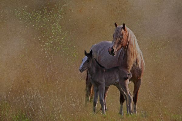 Mare with foal Picture Board by Jenny Hibbert