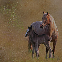 Buy canvas prints of Mare with foal by Jenny Hibbert
