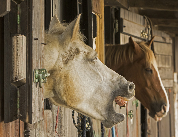 Horses in stable telling a joke Picture Board by Jenny Hibbert
