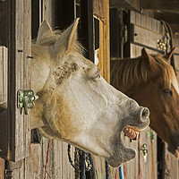 Buy canvas prints of Horses in stable telling a joke by Jenny Hibbert
