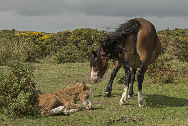 Mare with foal on the Gower Picture Board by Jenny Hibbert