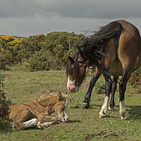 Buy canvas prints of Mare with foal on the Gower by Jenny Hibbert