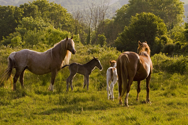 Horses & foals meet Picture Board by Jenny Hibbert
