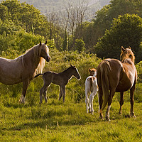 Buy canvas prints of Horses & foals meet by Jenny Hibbert