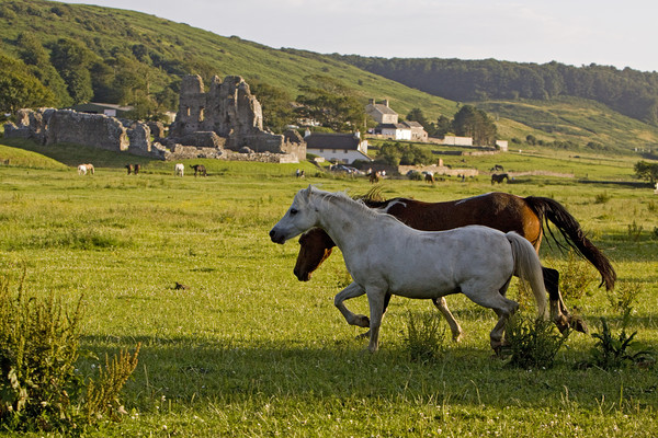Horses in field by Ogmore castle Picture Board by Jenny Hibbert