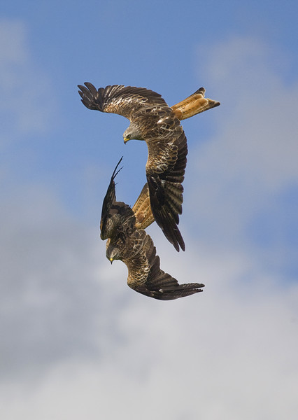 Red Kites swooping down Picture Board by Jenny Hibbert