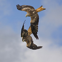 Buy canvas prints of Red Kites swooping down by Jenny Hibbert