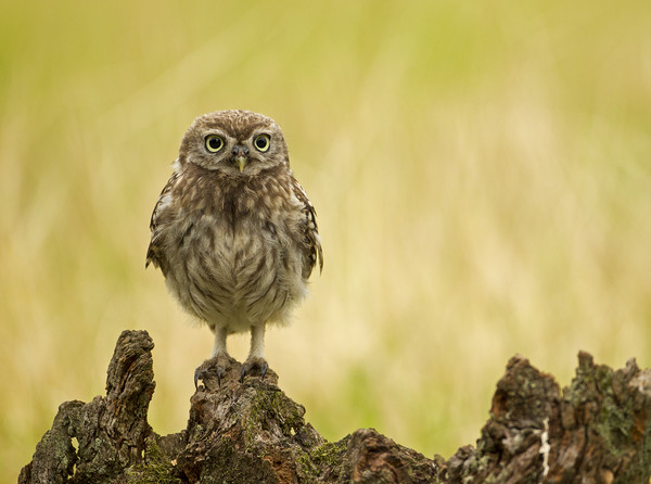 Wild Little Owl Picture Board by Jenny Hibbert