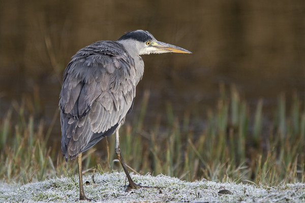 Heron on a frosty morning Picture Board by Jenny Hibbert