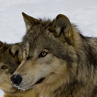 Buy canvas prints of Close up of Wolves by Jenny Hibbert