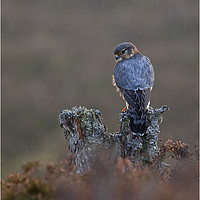 Buy canvas prints of Merlin sitting in the rain by Jenny Hibbert