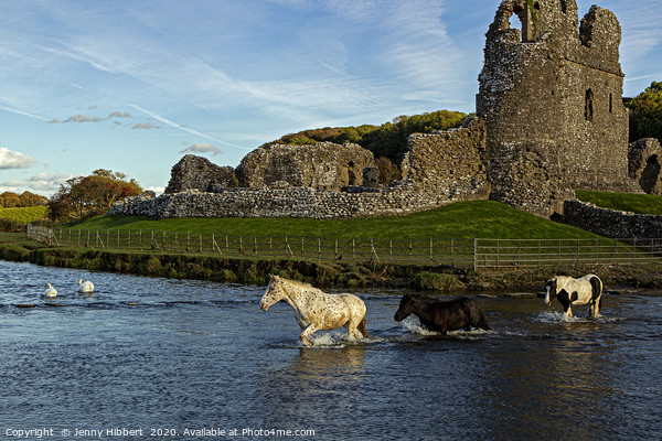 Horses crossing river at Ogmore Castle Picture Board by Jenny Hibbert