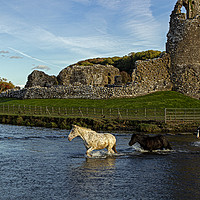 Buy canvas prints of Horses crossing river at Ogmore Castle by Jenny Hibbert