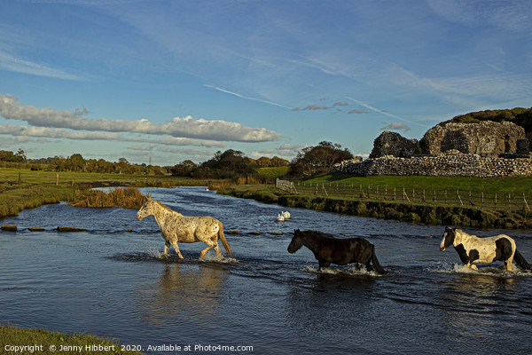 Horses evening crossing at Ogmore ruins Picture Board by Jenny Hibbert