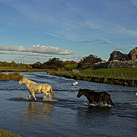 Buy canvas prints of Horses evening crossing at Ogmore ruins by Jenny Hibbert