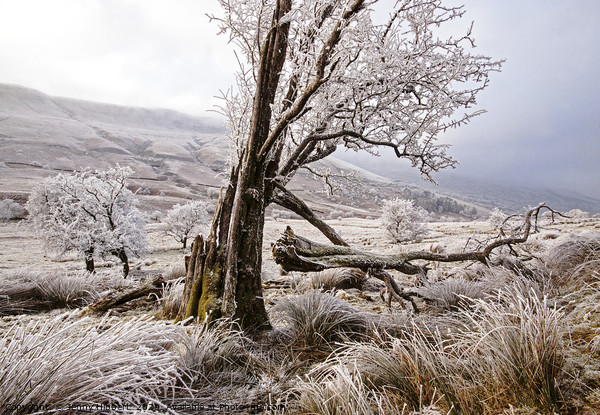 Trees in frost covered Brecon Beacons Picture Board by Jenny Hibbert
