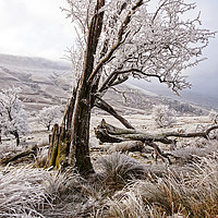 Buy canvas prints of Trees in frost covered Brecon Beacons by Jenny Hibbert
