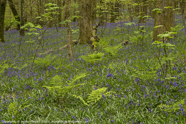 Bluebells and ferns in wood Picture Board by Jenny Hibbert