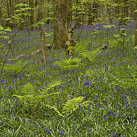 Buy canvas prints of Bluebells and ferns in wood by Jenny Hibbert