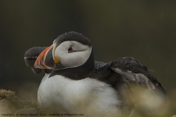 Puffin shaking wings from raindrops at Skomer Picture Board by Jenny Hibbert