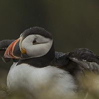 Buy canvas prints of Puffin shaking wings from raindrops at Skomer by Jenny Hibbert