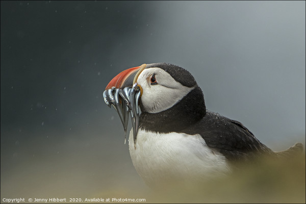 Puffin with catch of sand eels on Skomer Island Pe Picture Board by Jenny Hibbert