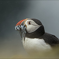 Buy canvas prints of Puffin with catch of sand eels on Skomer Island Pe by Jenny Hibbert