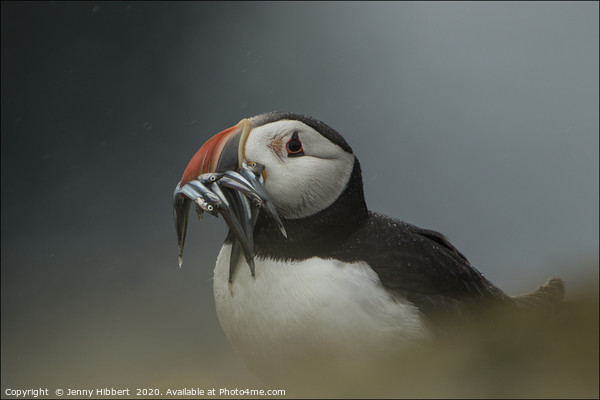 Puffin with catch of sand eels on Skomer Island Pe Picture Board by Jenny Hibbert