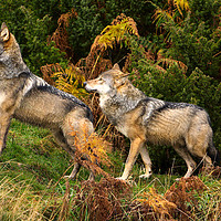 Buy canvas prints of Wolves walking through the fern by Jenny Hibbert