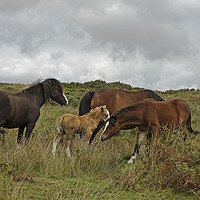 Buy canvas prints of Group of horses on the Gower by Jenny Hibbert