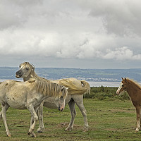 Buy canvas prints of Frisky horses on the Gower by Jenny Hibbert